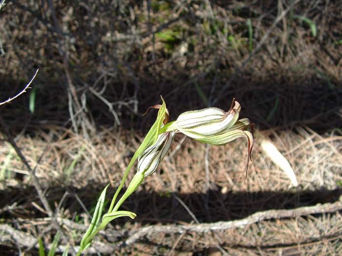 Pterostylis - orchidaceae_jug_03.jpg